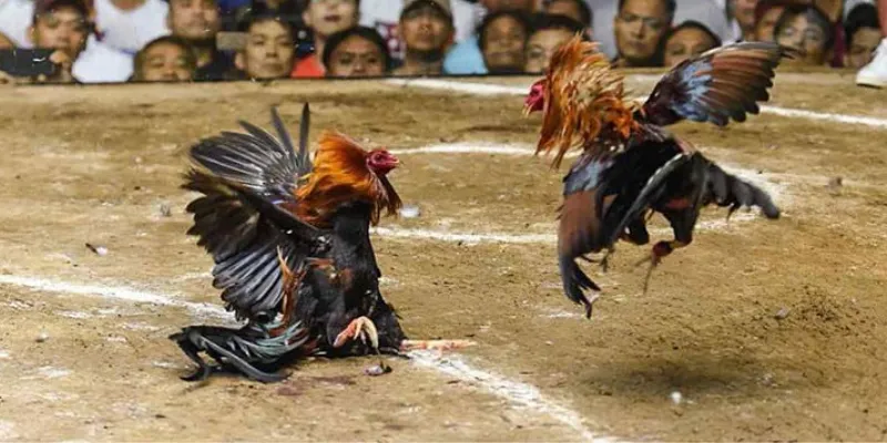 Cách soi kèo đá gà – Mẹo đọc trận nhanh và chính xác 2 Các yếu tố cốt lõi giúp bạn dự đoán kèo đá gà chính xác