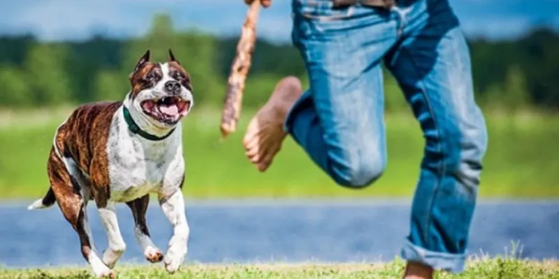 Nằm mơ thấy chó đuổi - Giải mã ý nghĩa và con số may mắn 2 Mơ thấy bị chó lạ đuổi theo